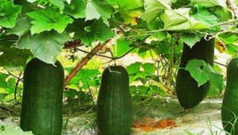 三叶草吃瓜说娱乐